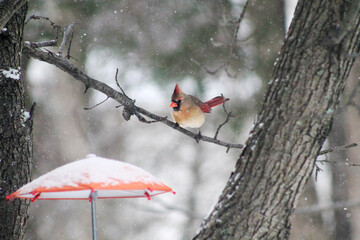 lady cardinal in a snowy tree