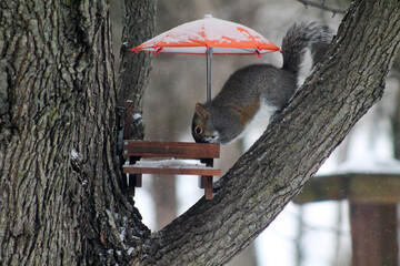 squirrel on a tree