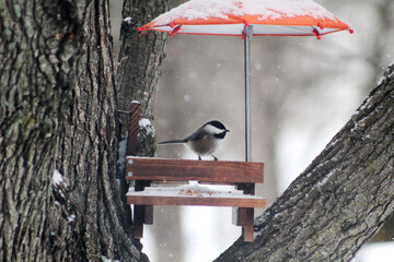 chickadee on a feeder