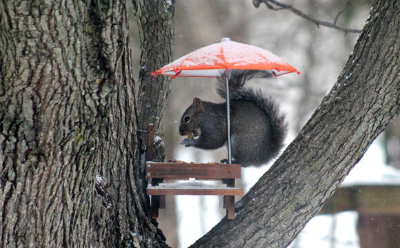 squirrel on the tree
