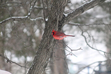 red cardinal in the snow
