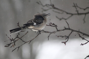 bird on a branch