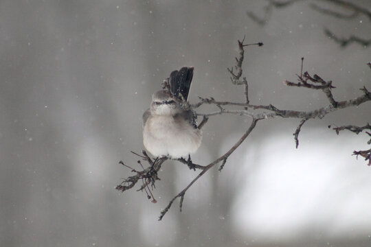 bird on a branch