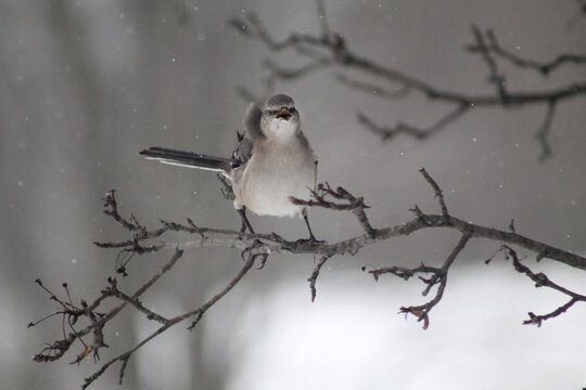 bird on a branch