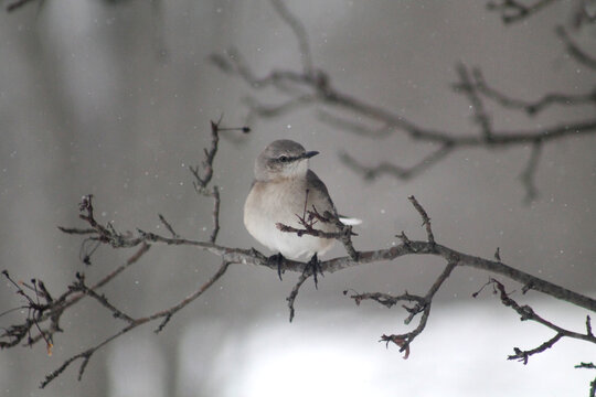 bird on a branch in winter