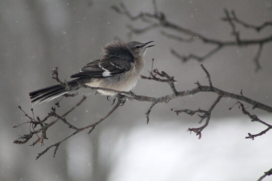 bird on a branch