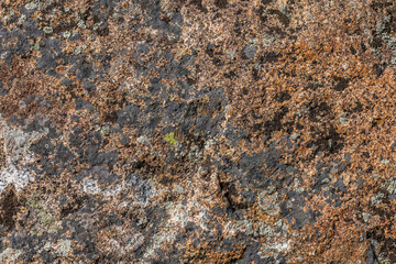 Rough textured rock adorned with lichen in natural outdoor setting - full-frame closeup background.