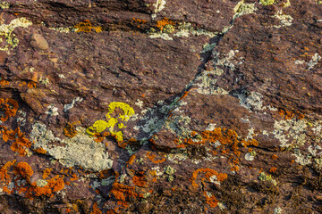 Vibrant orange and yellow lichen adorns grey and white rocky surfaces in natural outdoor setting. Daytime light enhances the textured and colorful appearance of this rugged landscape.