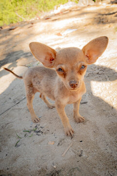 A cute dog in the Dominican Republic
