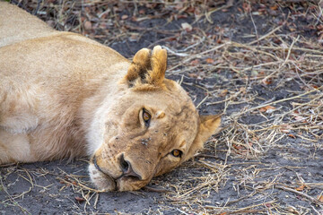 head of resting lioness