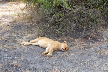 lioness resting in chobe national park, botsuana