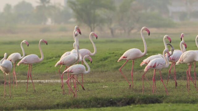 Beautiful Flamingos by Calm Water | Soothing Bird Sounds in 4K HDR