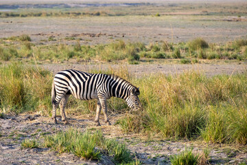 zebra grazing in chobe national park, botsuana