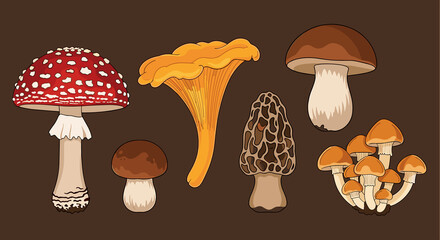 Wild mushrooms collection: vibrant fungi variety on dark background