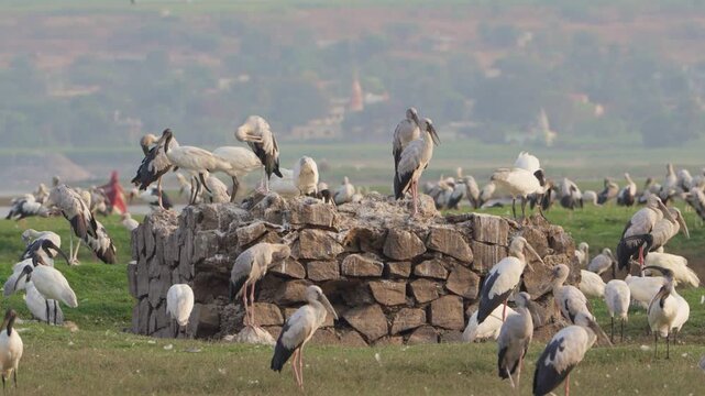 A Symphony of Water and Wings | Openbill storks in 4K Nature Film