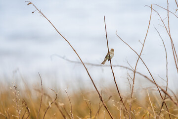 Bran-coloured Flycatcher (Myiophobus fasciatus) perched on a branch in a grassland in Buenos Aires, Argentina.