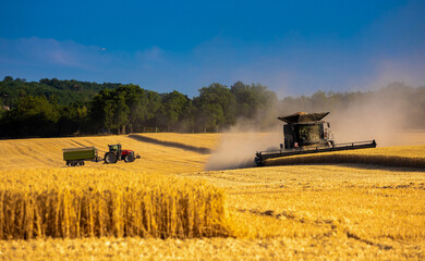 Fototapeta premium Harvester machine harvest cereal wheat