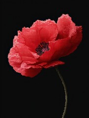Vivid Poppy's Crimson Embrace: A vibrant, close-up captures the beauty of a solitary red poppy, its delicate petals adorned with dewdrops against a black background.