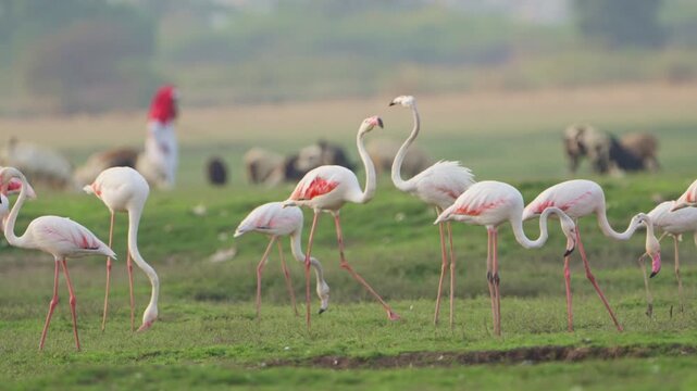 Flamingos at Sunrise | Cinematic Nature Scene with Soothing Water Sounds