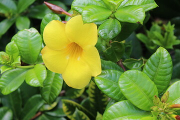 yellow flowers in garden
