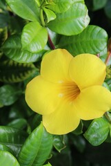 photography of the essence of spring with flowers and leaves