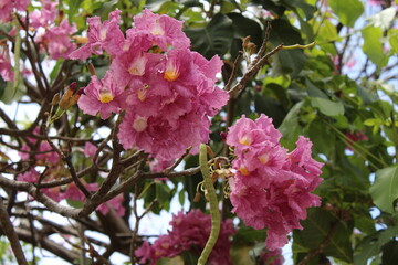 photography of the essence of spring with flowers and leaves