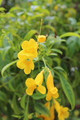 photography of the essence of spring with flowers and leaves