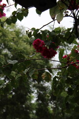 photography of the essence of spring with flowers and leaves