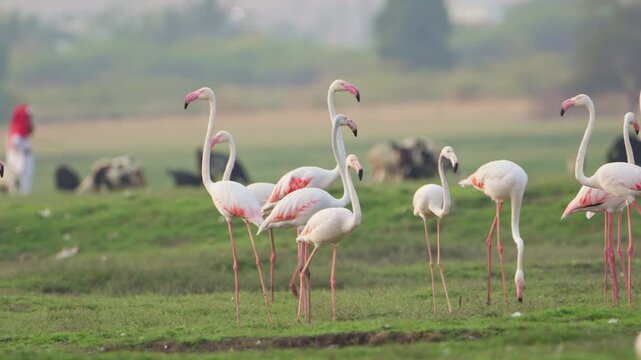 Flamingos at Sunrise | Peaceful Morning by the Water (Relaxing 4K Video)