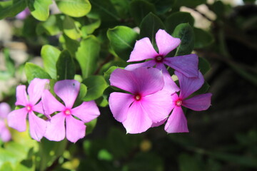 photography of the essence of spring with flowers and leaves