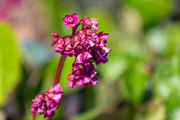 Obraz premium Close up of bergenia flowers in bloom