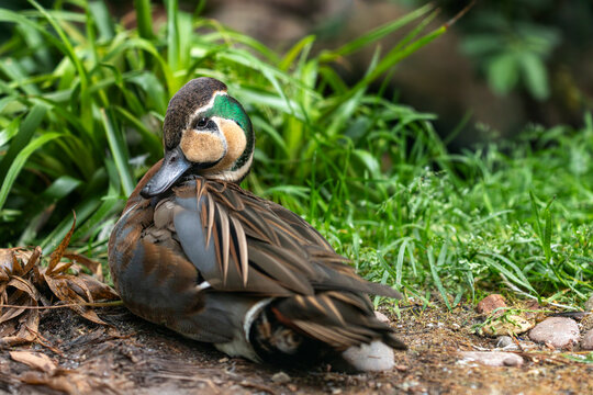 Baikal teal, bimaculate duck or squawk duck on the green meadow