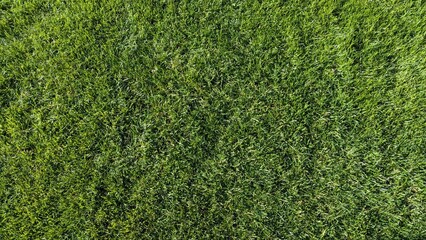 Green grass texture background with natural lawn pattern, fresh summer vegetation surface, outdoor nature detail, vibrant green field backdrop, eco environment concept © DashaKurinna