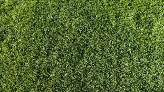 Green grass texture background with natural lawn pattern, fresh summer vegetation surface, outdoor nature detail, vibrant green field backdrop, eco environment concept