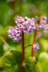 Fototapeta premium Close up of bergenia flowers in bloom