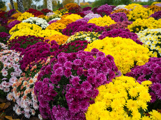 burgundy, yellow, pink and fuchsia chrysanthemum flowers in a flower bed