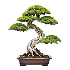 Elegant Bonsai Tree with Intricate Roots and Lush Green Foliage