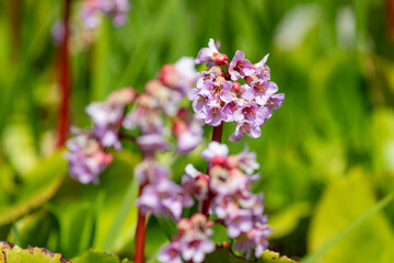 Close up of bergenia flowers in bloom
