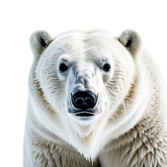 Majestic Polar Bear Portrait Against White Background in Nature