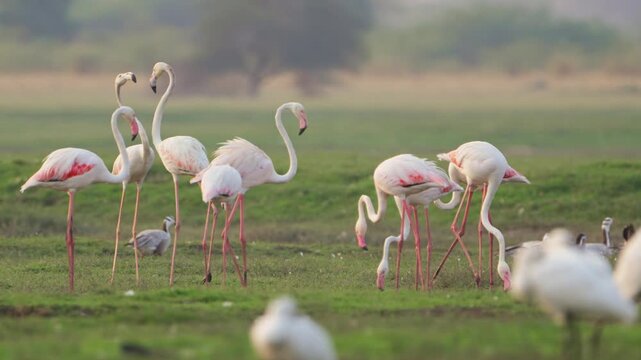 Flamingos Near Waterbody in 4K | Beautiful Flamingo Wildlife Video