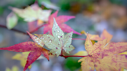 Whimsical Autumn Whispers: The Enchanted Dance of Maple Leaves Adorned with Playful Polka Dots Beneath the Golden Sunlight