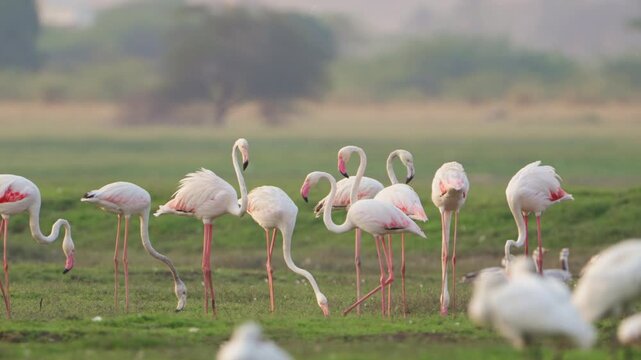 Flamingos in Tranquil Waters | Relaxing Nature Scenery in 4K UHD