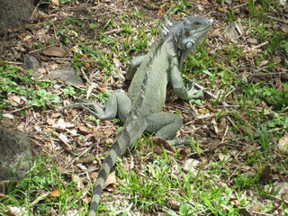 Iguana on the Ground