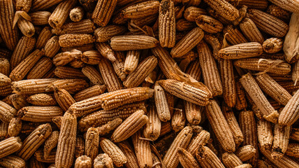 close up of indian spices