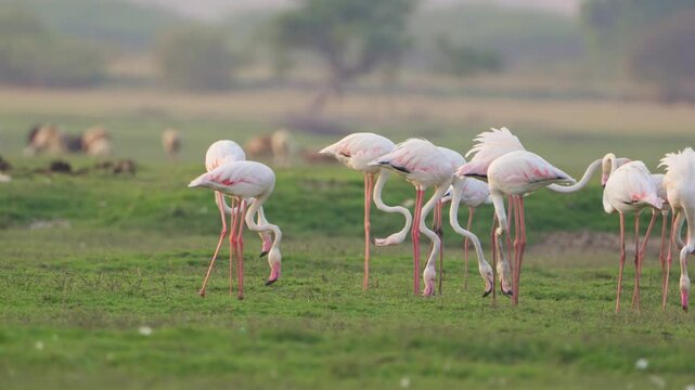 Peaceful Flamingos Near the Shore | Relaxing Bird Watching Experience