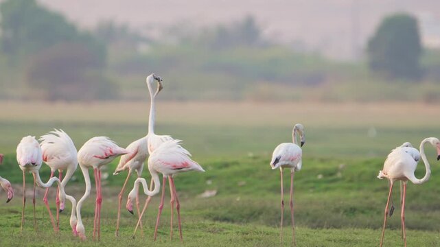 Pink Flamingos Feeding and Wading | Wildlife Documentary in 4K