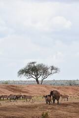 Elephants and zebras in African savanna, Tsavo East National Park, Kenya