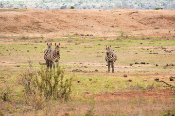 Three zebras standing in African savanna, Tsavo East National Park, Kenya