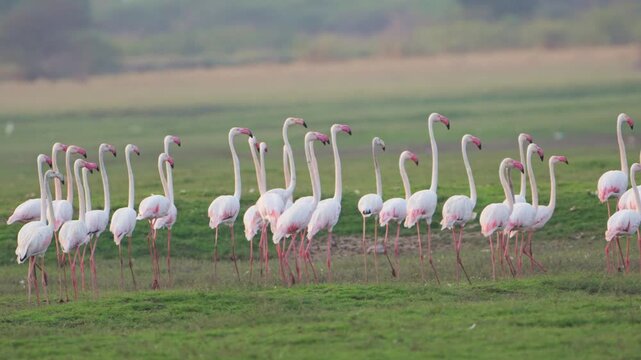 Relaxing Flamingo Footage | Peaceful Nature Video for Stress Relief