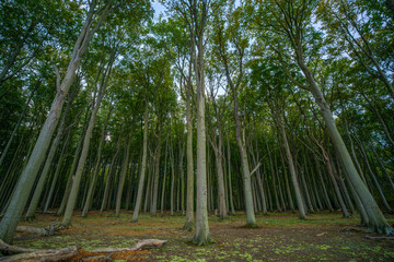 Gespensterwald Nienhagen - Ostseestrand